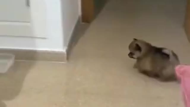 Funniest & Cutest Labrador Puppies #2 - Funny Puppy Videos 2022
