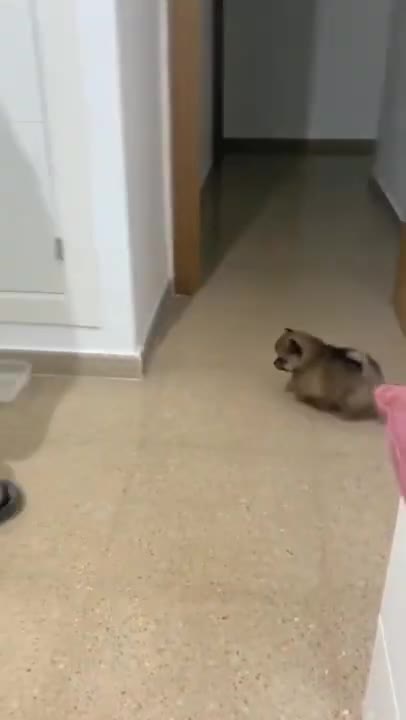 Funniest & Cutest Labrador Puppies #2 - Funny Puppy Videos 2022