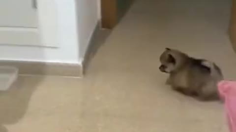 Funniest & Cutest Labrador Puppies #2 - Funny Puppy Videos 2022