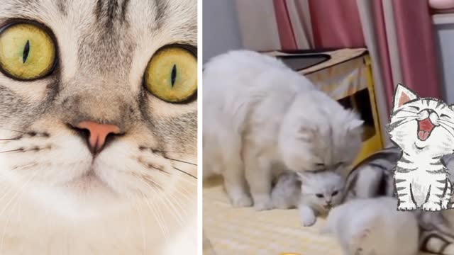 A cat is madly afraid for her little one