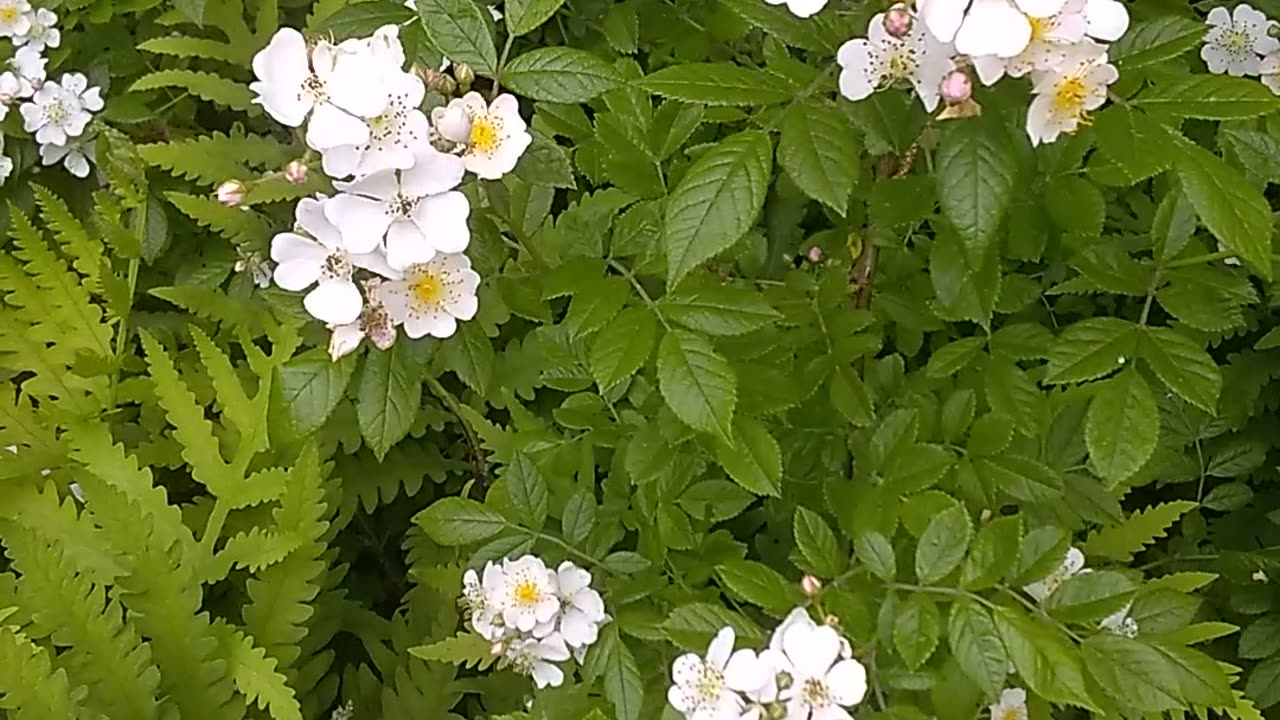 Wild Roses