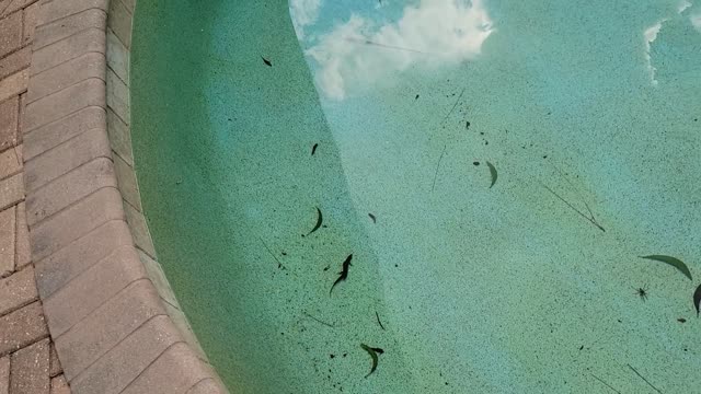 Swimming lizard in the pool!