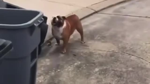 Little naughty dog knocks over trans can