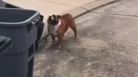 Little naughty dog knocks over trans can