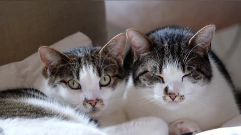 Cats, [Beautiful Cats] 😻