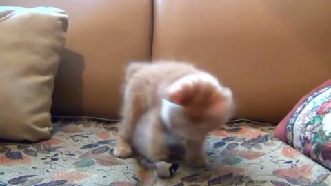 cute cat Playing with ball