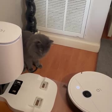 Why does my cat do this