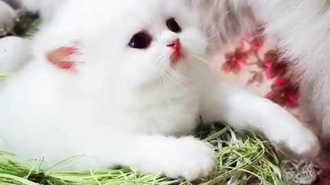 Cutest White Puppy Cat