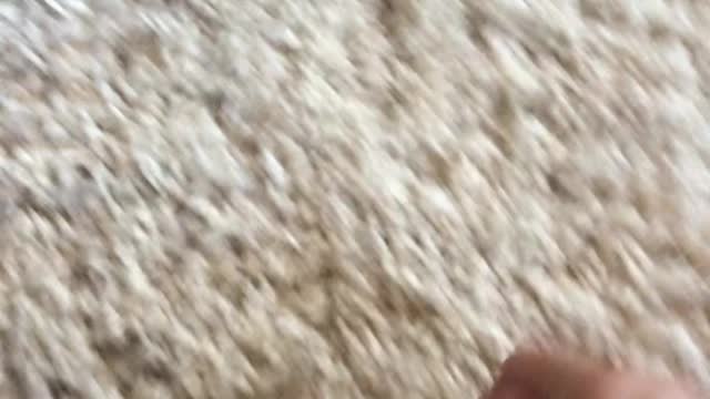 Chihuahua Murders its Prey