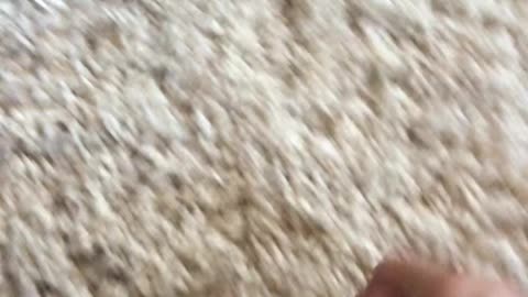 Chihuahua Murders its Prey