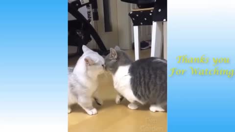 Love cats funny animals| funny Cat Compilation |