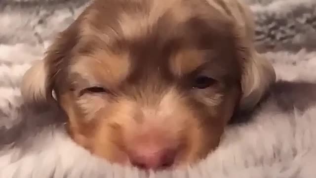 The little baby