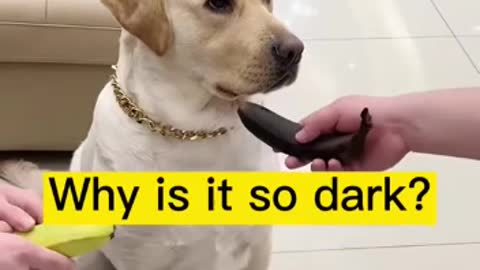 Angry dog asking for another banana