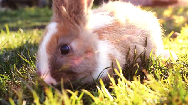 Easter White Bunny Sitting In The Grass!