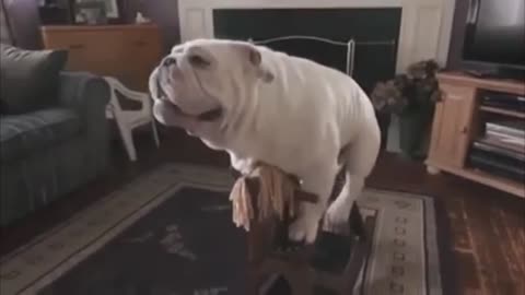 Dog ride on a wood horse funny