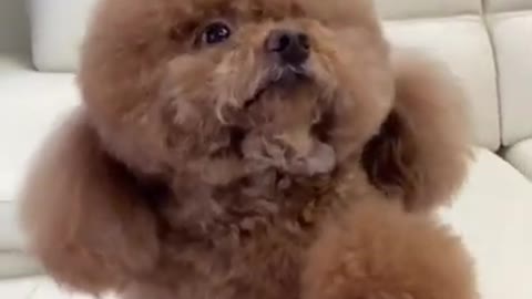 Best Dog Moments part Ultimate 2022