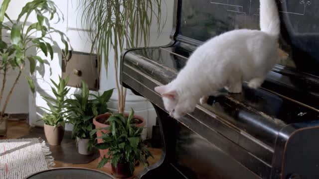 My kitten is jump on my piano