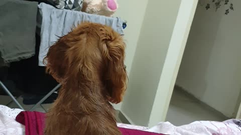 Dora doesn't like to swim))) And she always gets angry and wipes herself off