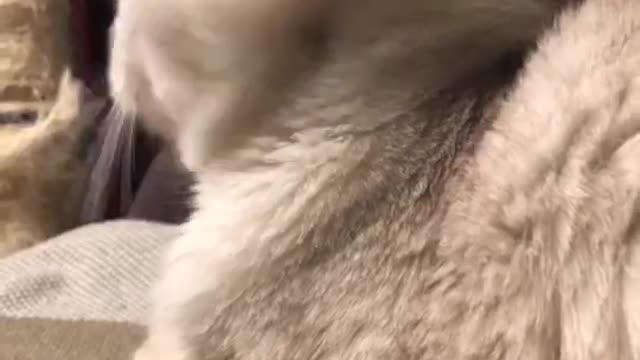 pet#cat#lovely