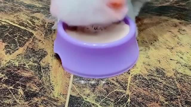 I love milk, please call me milk dog
