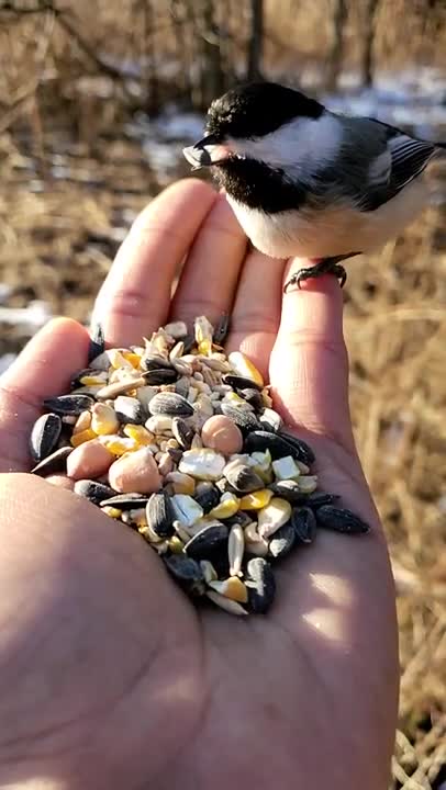 Hand Feeding a Bird