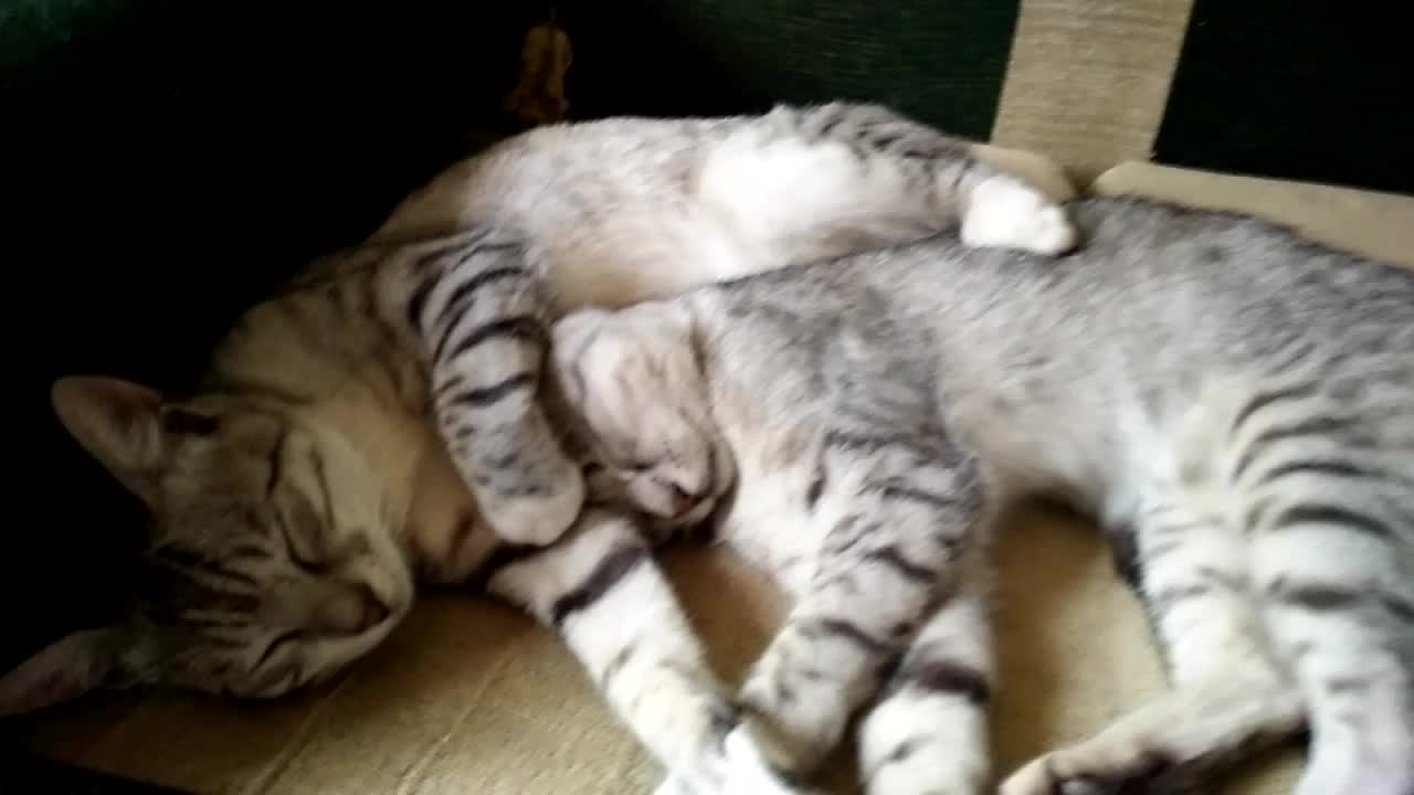 special feeling between cats while sleeping