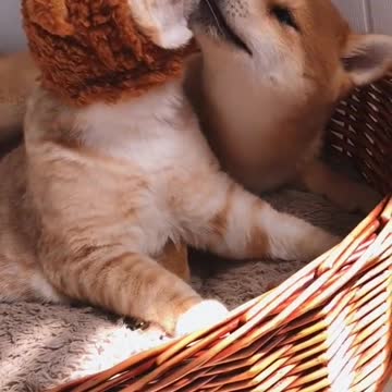 Ginger Cat and Puppy are Snuggly Love Buddies
