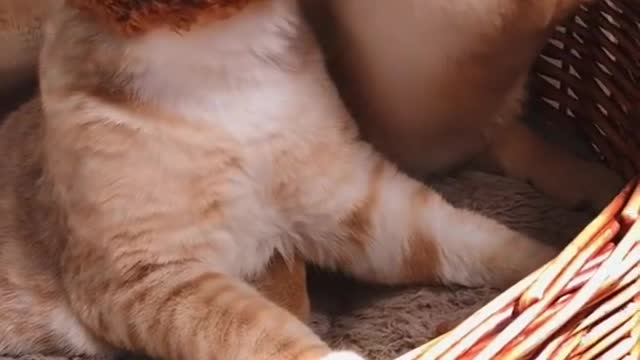 Ginger Cat and Puppy are Snuggly Love Buddies