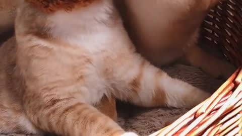 Ginger Cat and Puppy are Snuggly Love Buddies