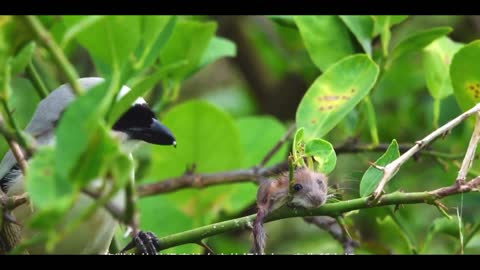 meat eating bird