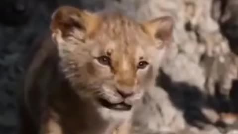 Cute 😍 baby lion - loving mama and papa