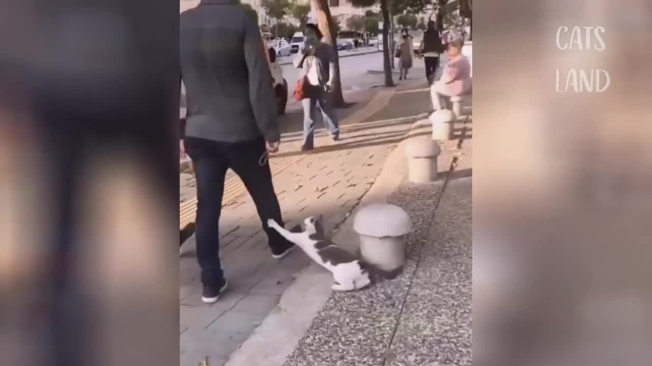 OMG So Cute Cats ♥ Best Funny Cat Videos