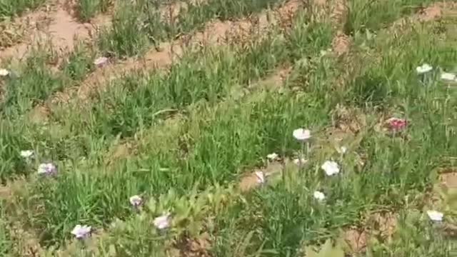 beautiful little white flower