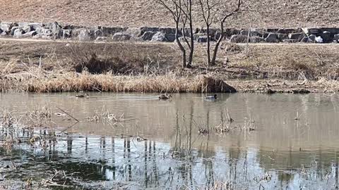 a duck family outing