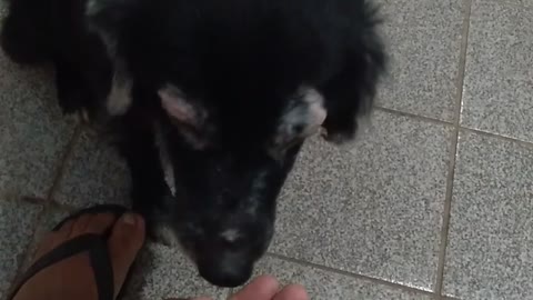 My old dog only eat in my hand