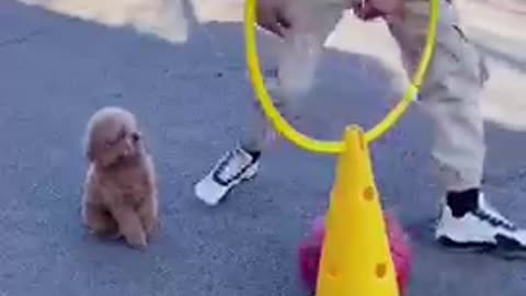 Funny_dog_training(360p)(1)