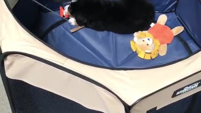 Black dog in blue tent tries to catch orange fish on pole