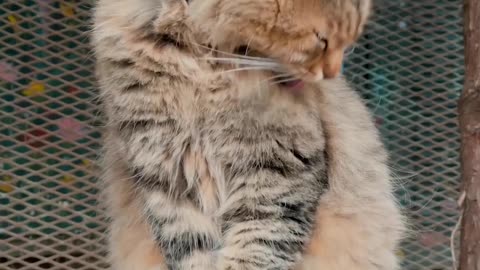 cat-grooming-itself