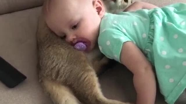 Cat and baby
