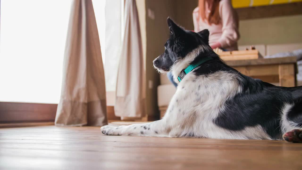 Dog laying on floor and enjoying view through windows