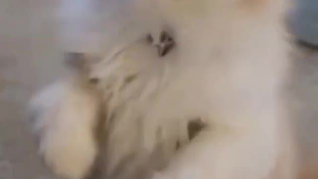 Cute and Funny Cat Videos Compilation _#short
