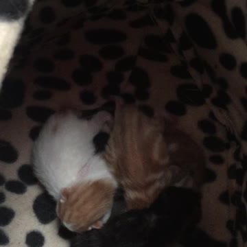 Cutest Newborn Kittens Only 12 Hours Old Found Mewing In My Bedroom