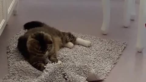 Funny cat playing | must watch and share | #cat lovers