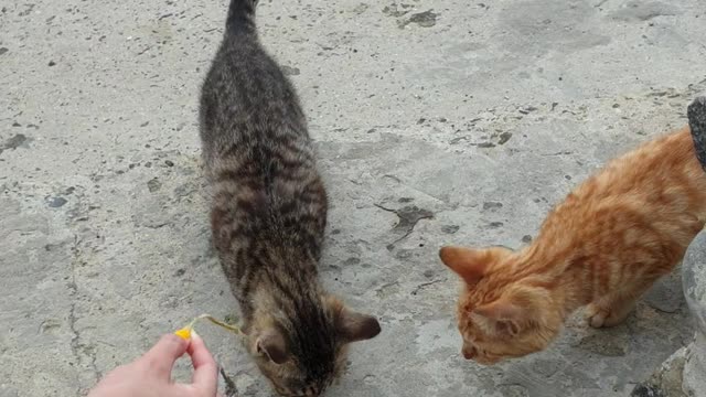 The korea baby cats on a remote island