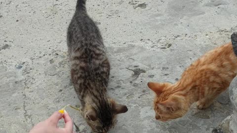 The korea baby cats on a remote island