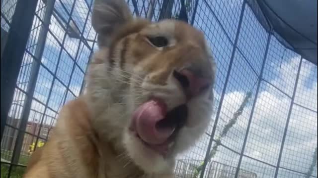 Look at the big teeth. Look at the big mouth