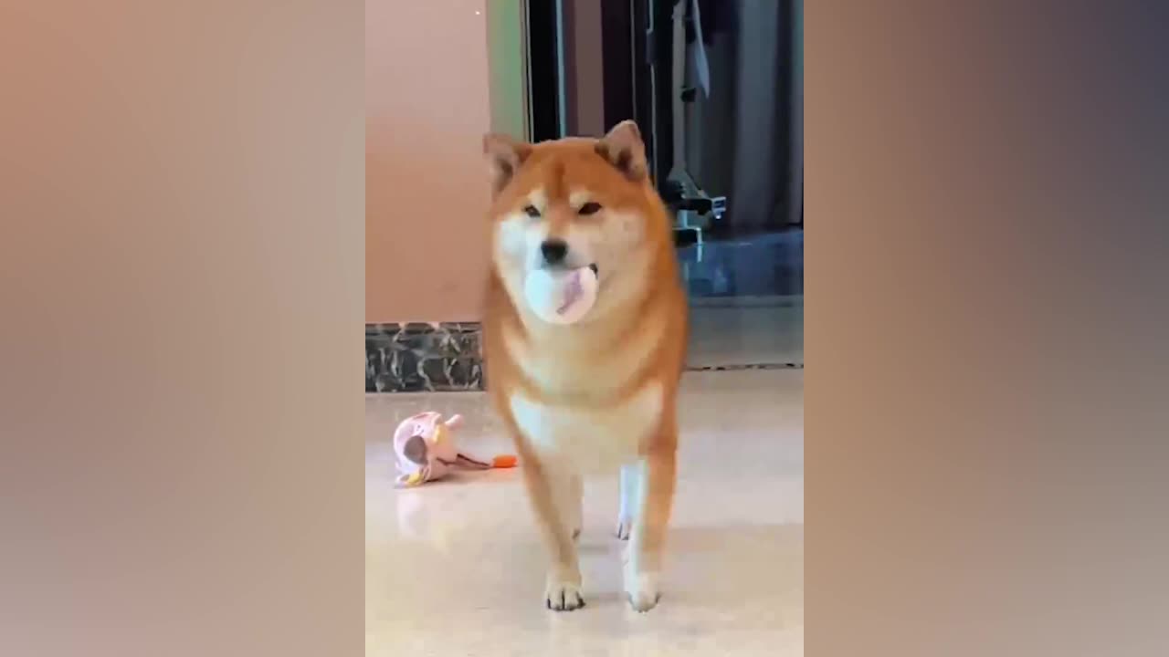 Puppy walking proudly with a toy in its mouth