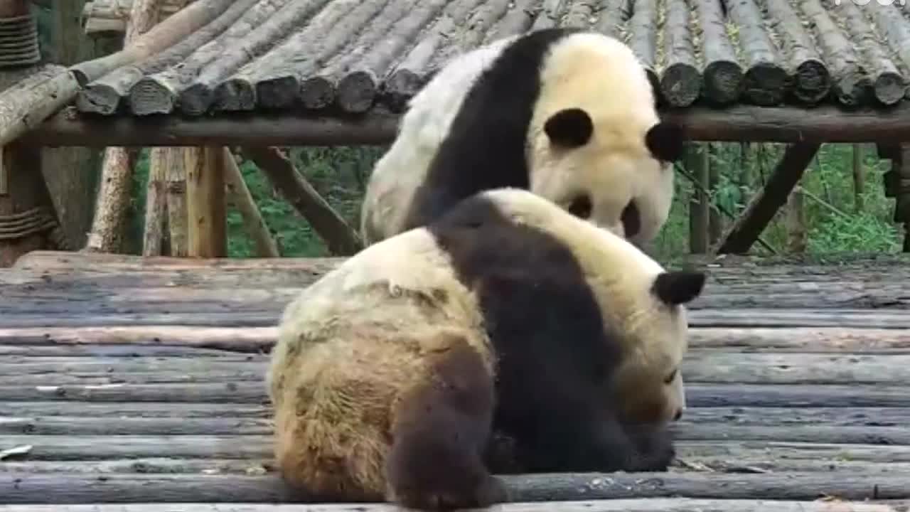 Pandas play with foster people at the foster center
