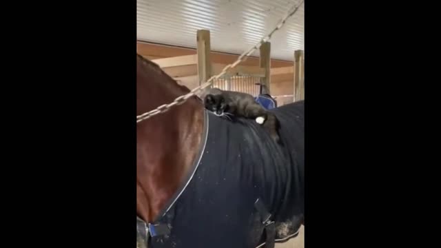 A cat playing with a horse. Very funny