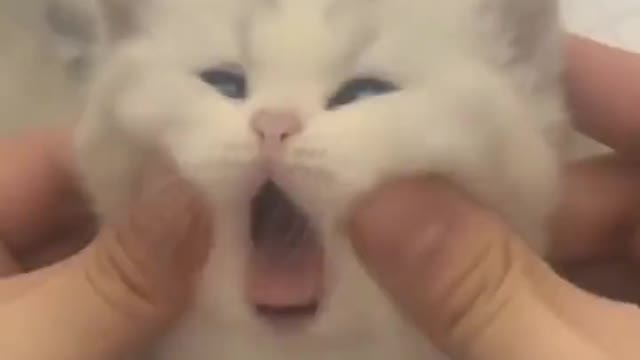 Doing face massage to cute cat